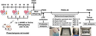 Altered offspring neurodevelopment in an L-NAME-induced preeclampsia rat model